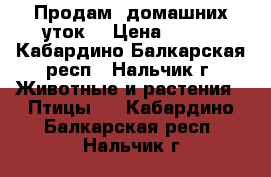 Продам  домашних уток. › Цена ­ 500 - Кабардино-Балкарская респ., Нальчик г. Животные и растения » Птицы   . Кабардино-Балкарская респ.,Нальчик г.